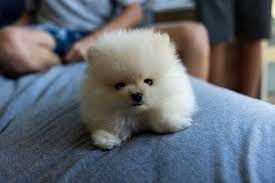 small dog breeds for apartment living