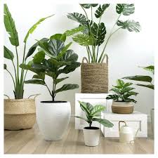 fiddle leaf indoor and outdoor plants
