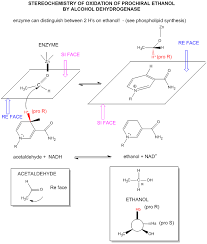 B Biological Oxidation Reactions