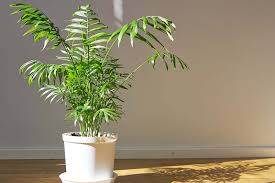 Grow And Care For Parlor Palm Houseplants