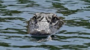 Woman found dead in Florida pond after apparent alligator attack