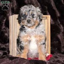 The mini aussiedoodle is a crossbreed, the result of a deliberate mating between two different breeds. Miniature Aussiedoodle Puppies For Sale Greenfield Puppies