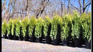 Arborvitae Emerald Green Quick Facts On Growing These