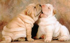 Or they want their dogs to be alike them who also over weight and lazy and doesnt exericise. Fat Dogs Wallpapers Wallpaper Cave