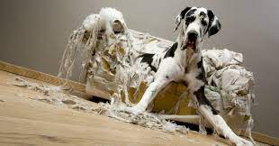 destructive dogs why your dog ate the