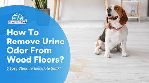 remove urine odor from wood floors