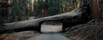 visit sequoia national park where to stay