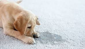 pet urine odor treatment service in