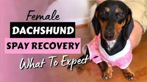 female dachshund spay recovery what