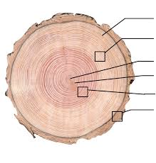 Douglas fir is fairly tough for a softwood. Cross Section Of A Stem Of A Tree Douglas Fir Annual Growth Ring Download Scientific Diagram
