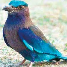 this dussehra lucky blue bird goes
