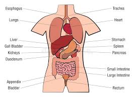Inner Organs Human Anatomy Chart Names Stock Vector
