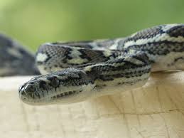 coastal carpet python murwillumbah