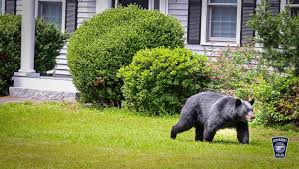 black bear hit by car on route 3 in