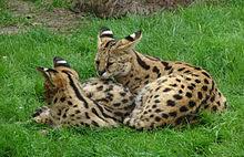 The majority of their population is distributed across the south of the sahara in the savannah, near flowing bodies of water. Serval Wikipedia