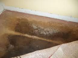Performing A Black Mold Inspection Of