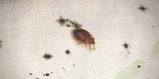 How To Know If You Have Bed Bugs 7