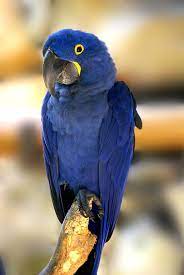 selective photography of blue parrot