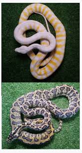 aussie pythons snakes forum