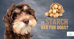 is starch bad for dogs dogs naturally
