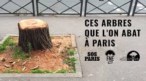 Ces arbres que l'on abat à Paris