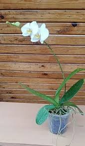 white phalaenopsis orchids flower plant