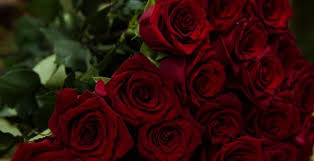 wallpaper beautiful flowers red roses