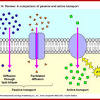 Cell Transport