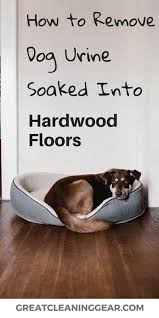 will dog urine damage hardwood floors