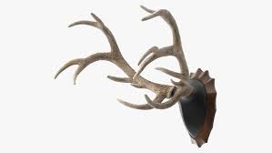3d Red Deer Stag Antlers On A Wall