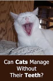Extracting it from your leather couch is probably quite inexpensive. Can Cats Manage Without Their Teeth Thecatsite Articles