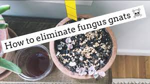 how to get rid of fungus gnats easy
