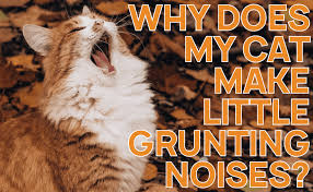 Why Does My Cat Make Little Grunting Noises? - CatWiki