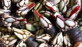 What are percebes? Rare seafood from Portugal - Algarve guide