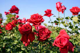 unique roses for your garden
