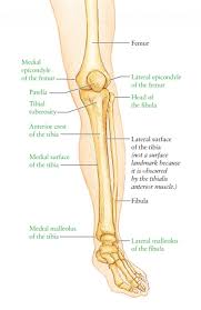 The lower leg is comprised of two bones, the tibia and the smaller fibula. Leg Bone Anatomy Diagram Diagram Of Human Leg Human Anatomy Diagram