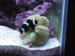 green carpet anemone rfish