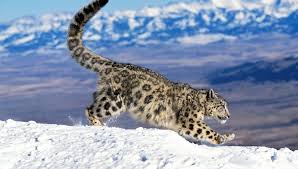 the snow leopard protects itself with a