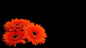 Dark background, #Gerbera flowers ...