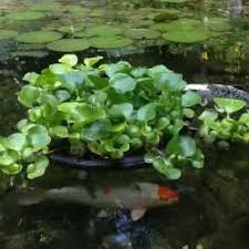 pond plants to control algae balance