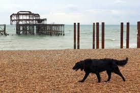 the uk s best dog friendly beaches near