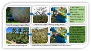 Contact your territory manager for details on application protocol and best timing. Pollinator Exposure To Systemic Insecticides And Fungicides Applied In The Previous Fall And Pre Bloom Period In Apple Orchards Sciencedirect