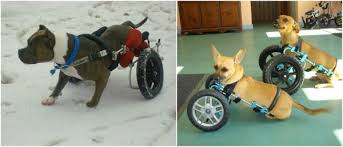 wheels improves life for disabled dogs