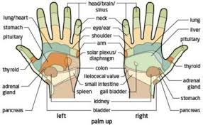 Palm Reading Diagram Information About Reflexology And