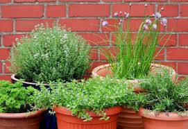 12 best herbs for containers tip for