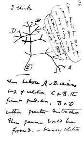 guide to the classics darwin s on the origin of species charles darwin s 1837 sketch his first diagram of an evolutionary tree from his first notebook on transmutation of species