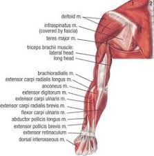 The upper limb (upper extremity) is truly a complex part of human anatomy. Muscular System Anatomy
