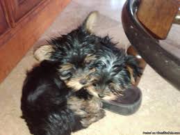 She does like cats but. Teacup Yorkie Puppies Price 1000 00 For Sale In Queen Creek Arizona Best Pets Online