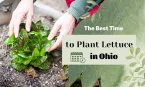 When Is The Best Time To Plant Lettuce