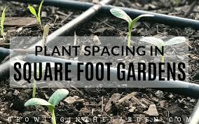 plant spacing in square foot gardens